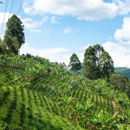 Article splash image