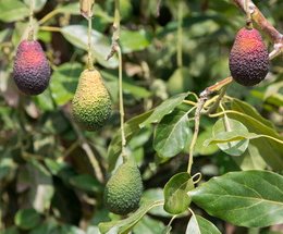 Article splash image